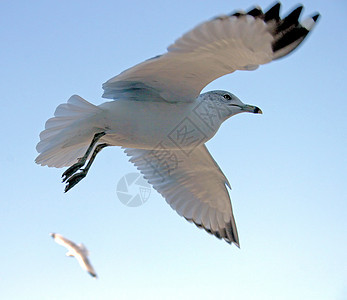 海鸥野生动物天空翼展空气蓝色海鸟翅膀羽毛自由飞行图片