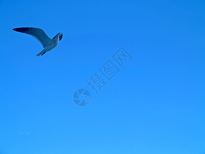 海鸥羽毛蓝色飞行动物海鸟天空翼展空气野生动物翅膀图片