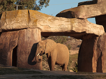 大象 非洲洛克索多安荒野公园大草原睡眠场景女性食草日落衬套马赛图片