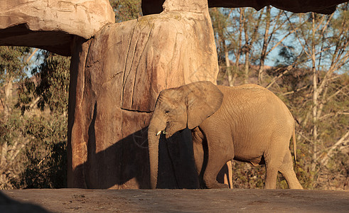 大象 非洲洛克索多安婴儿荒野食草哺乳动物动物小牛女性母亲野生动物公园图片
