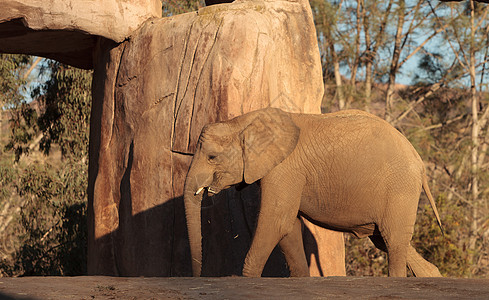 大象 非洲洛克索多安公园荒野大草原国家马赛小牛动物母亲场景衬套图片