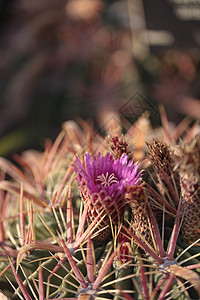 Ferocactus 叶氏菌脊柱棘肌粉色花园白色植物绿色植物群圆形多刺图片