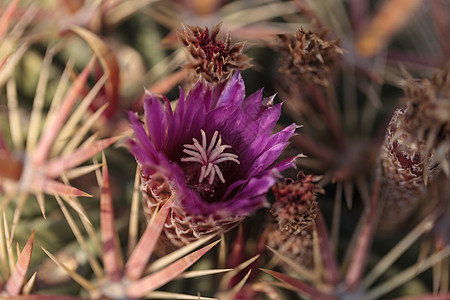 Ferocactus 叶氏菌花园圆形红色白色绿色粉色脊柱植物群棘肌植物图片