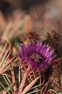 Ferocactus 叶氏菌花园绿色粉色红色脊柱圆形植物棘肌多刺白色图片