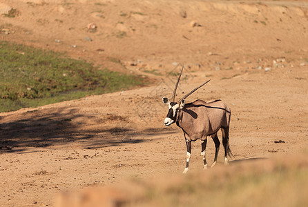 瞪羚国家食草荒野灰尘摄影哺乳动物动物羚羊公园沙丘图片