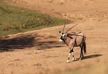 瞪羚荒野国家羚羊公园沙丘动物牛角摄影食草动物群图片