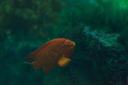 橘橙加里波丁鱼催眠药少女橙子海洋潜水海洋生物森林闺女图片