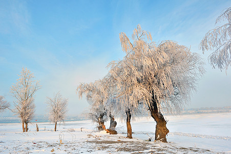 寒霜的冬冬树环境气候童话天气蓝色场地全景季节旅行阳光图片