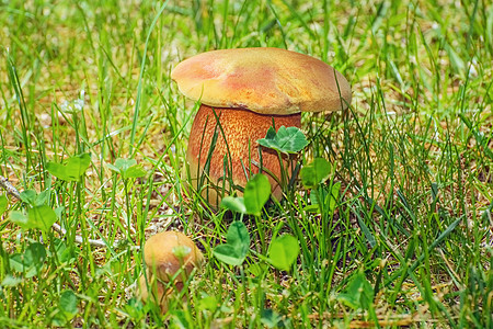 草丛中的蘑菇食用菌苔藓干燥剂生态植物群菌盖环境图片