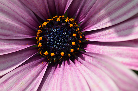 紫菊花贴近粉色格柏植物学花瓣生长红色植物群花园宏观礼物图片