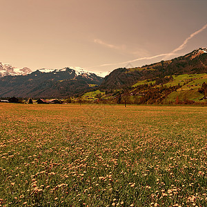 瑞士阿尔卑斯山牧场小木屋农场森林农村草地正方形植物场地天空图片