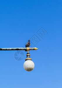灯柱上的鸽子城市圆形活力蓝色羽毛金属灯笼管道玻璃翅膀图片