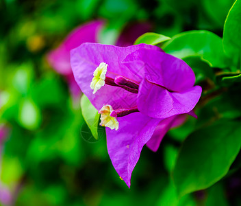 布干维尔a植物植物学公园草地花园区系热带花瓣活力花粉图片