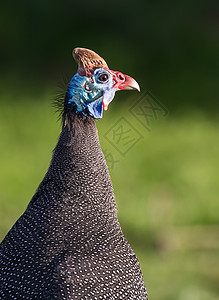 Helmmited 几内亚 Fowl Bird荒野眼睛蓝色斑点野生动物鸟类白色黑色动物头盔图片