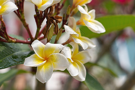 白花和黄花花园鸡蛋花叶子绿色植物白色植物群植物学温泉黄色图片