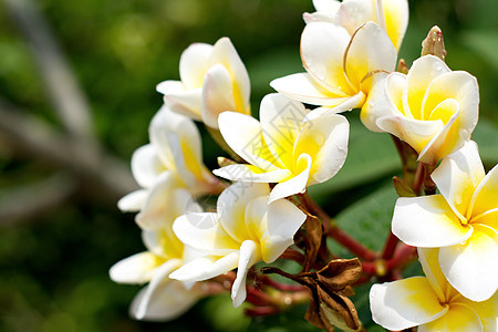 白花和黄花黄色热带叶子花瓣鸡蛋花植物花朵香味温泉植物群图片