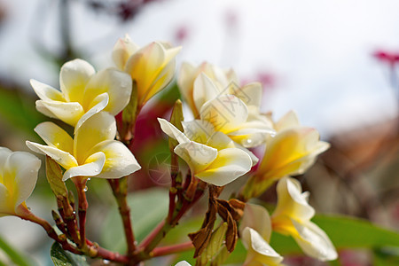 白花和黄花鸡蛋花热带花园叶子黄色花朵植物学植物温泉绿色图片