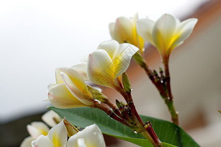 白花和黄花温泉热带绿色植物群叶子香味花朵鸡蛋花花瓣黄色图片