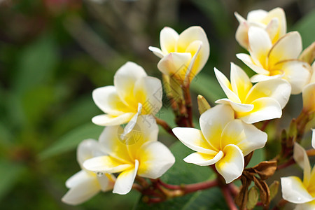 白花和黄花鸡蛋花香味白色花朵温泉绿色花瓣热带叶子花园图片