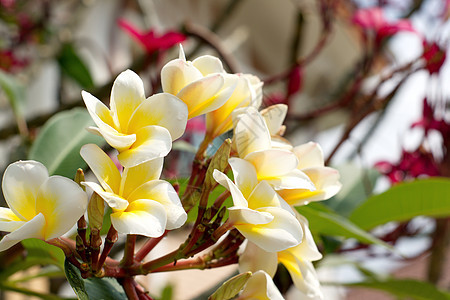 白花和黄花花朵植物群香味鸡蛋花花瓣热带温泉黄色绿色白色图片