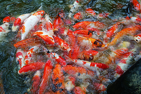 喂养科伊鱼鲤鱼水池野生动物运气金鱼花园情调金子池塘动物图片