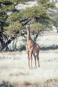 青春长颈鹿在阿卡西亚树之间图片