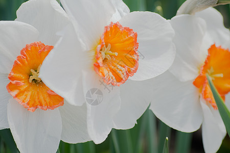 水花类季节绿色植物黄色水仙花园植物群水仙花图片