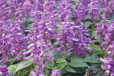Salvia紫花朵香料药品活力香气疗法叶子场地丹参植物治疗图片