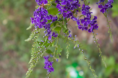 金露珠 鸽子贝里 来自泰国的天空花紫色公园植物蓝色浆果垂耳赃物衬套热带植物群图片