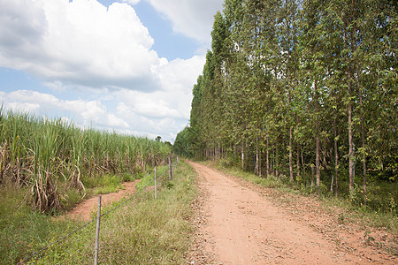 甘蔗树和尤卡利普图斯树 有一条穿越该国的道路场地叶子热带食物绿色图片