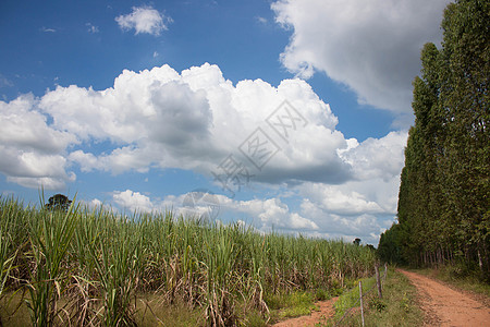 甘蔗树和尤卡利普图斯树 有一条穿越该国的道路食物天空场地叶子绿色热带图片