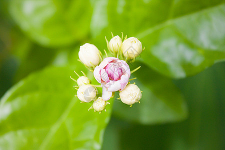 阿拉伯砷花瓣叶子植物学气候生态花头茉莉植物群宏观热带图片