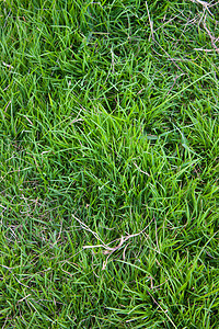 绿草坪用于背景绿色阳光地毯肉质墙纸乡村环境场地草地植物图片