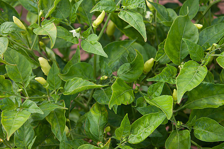 在花园的树上加辣椒香料绿色红色晴天叶子阳光胡椒植物背景图片