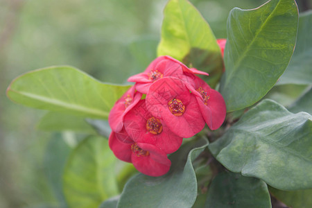 欢乐的花朵红红植物群荆棘花园绿色灌木花瓣红色生长房子植物图片