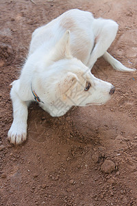 白狗在玩耍 在地上挖洞动物衣领哺乳动物奶油朋友小狗猎犬宠物犬类白色图片