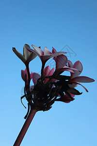 蓝色天空上的花朵海滩热带瑜伽冥想紫色鸡蛋花海洋情调温泉按摩图片