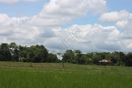 泰国田地有蓝树和绿树旅行食物文化森林稻田农场粮食旅游生产线条图片