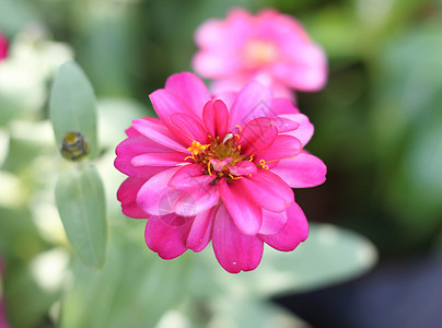 粉红菊花花花园菊花植物学植物花束花瓣公园植物群园艺图片