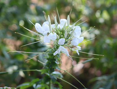 白花叶子生长清洁剂公园植物花园蜘蛛花花瓣园艺紫色图片