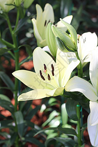 白百合花季节美丽公园植物活力花园花束领域白色鲜花图片