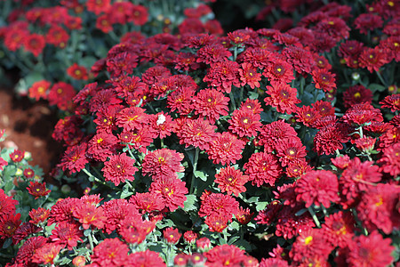 花园里的Gerbera红花图片