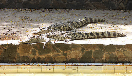 位于泰国的池塘中的鳄鱼动物眼睛危险皮肤野生动物沼泽猎人皮革爬虫盐水图片