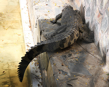 位于泰国的池塘中的鳄鱼皮革捕食者国家农场沼泽食肉爬虫热带力量生物图片