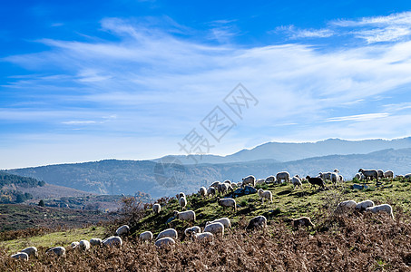 牧羊白色天空绿色农场农业乡村植物图片