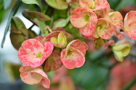 刺花之冠盆栽植物群花园粉色灌木红色生长房子花瓣绿色图片