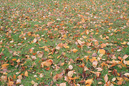 秋天花园 有树叶和绿草背景图片