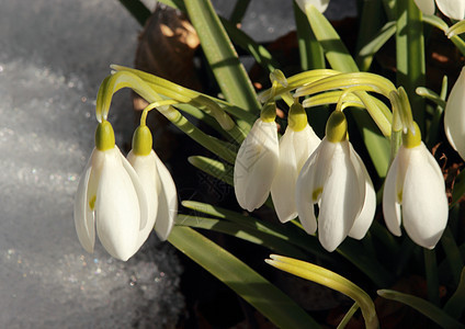 冬季花园中常见的雪滴紧闭图片