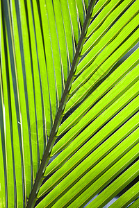 椰子叶纹理雨林静脉热带生长叶子海滨曲线小路森林棕榈图片