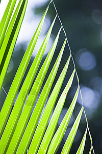 椰子叶纹理白色森林植物学海滨季节热带生长静脉剪裁叶子图片